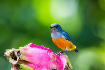The Orange-bellied Flowerpecker in nature of Thailand