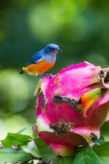 The Orange-bellied Flowerpecker in nature of Thailand