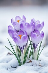 A bunch of purple crocuses blooming through snow-covered ground.