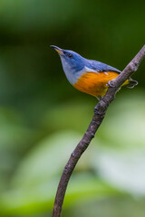 The Orange-bellied Flowerpecker in nature of Thailand