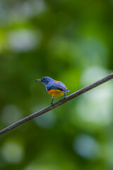 The Orange-bellied Flowerpecker in nature of Thailand