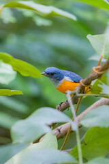 The Orange-bellied Flowerpecker in nature of Thailand
