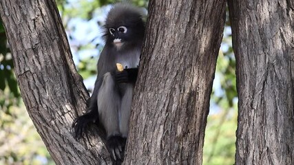 Cute dusky leaf monkey, spectacled langur sitting on tree, eating dried banana. Slow motion video