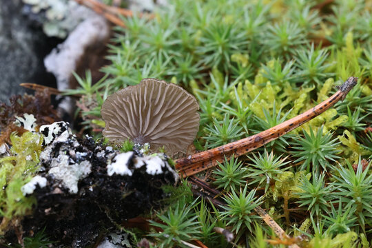 Arrhenia obscurata, mushroom from Finland, no common English name