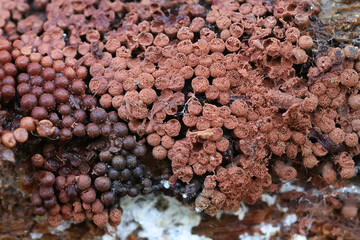 Cribraria rubiginosa, slime mold, no common English name