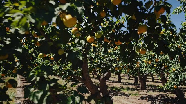 Wide-angle video shot of a lush orchard with rows of fruit-laden trees under a clear blue sky, capturing the essence of abundant harvest.