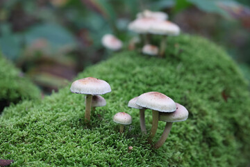 Hypholoma lateritium, known as brick tuft or brick cap, wild mushroom from Finland