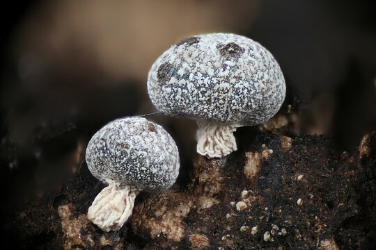 Physarum leucophaeum, slime mold from Finland, no common English name, microscope image of sporangia