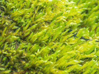 早春の森で苔をマクロ撮影03