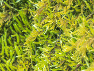 早春の森で苔をマクロ撮影05