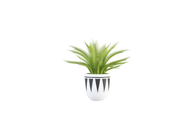 green plant in a pot