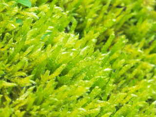 早春の森で苔をマクロ撮影18