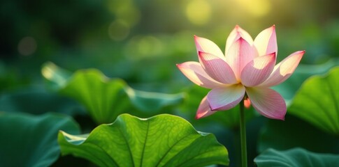 Obraz premium Delicate leaves with translucent veins reflect sunlight, lotus, flower