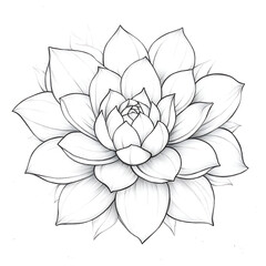 Fototapeta premium Elegant Botanical Study of a Hen and Chicks Succulent Plant in Detailed Black and White Illustration