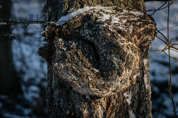 Close-up of a tree bark with intricate textures and snow accents. The tree's knot is highlighted by the sunlight, showcasing natural patterns and rugged details.