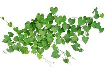 heart shape leaf of creeper plant isolated