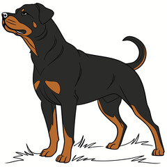 High Quality Rottweiler Dog Vector