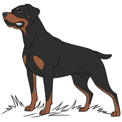 High Quality Rottweiler Dog Vector