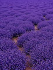 Naklejka premium Vast lavender fields in bloom with vibrant purple blossoms