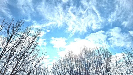 Blue sky with clouds and tree branches in winter