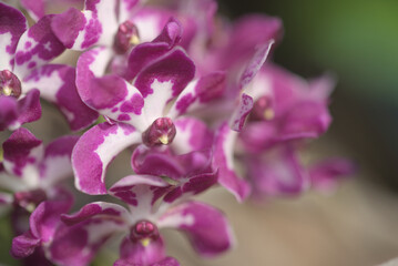 Macro photography highlighting Chang Kra orchid textures