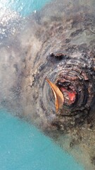 Close-up of a small fallen leaf with a blue pond background