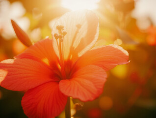 Vibrant orange hibiscus blooming in warm sunlight closeup