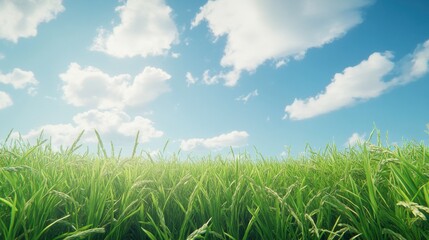 Fototapeta premium Lush Green Rice Field Under Bright Blue Sky with Fluffy Clouds