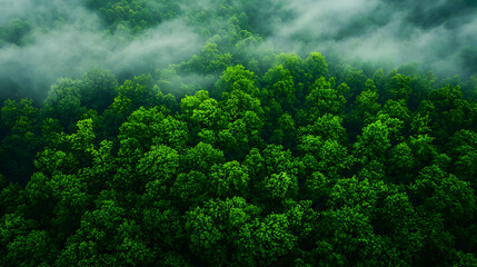 Lush Green Forest Canopy with Overcast Sky and Morning Mist Creating an Aerial Scenic Vista