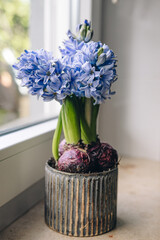 
Hyacinths in a pot on the window. Spring flowers background. Easter concept. Floral composition.
Spring card with place for text.
