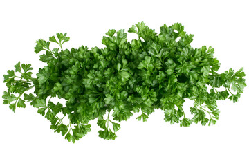 Fototapeta premium Parsley bunch Isolated on white background