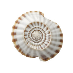 Obraz premium Sea shell isolated on a transparent background