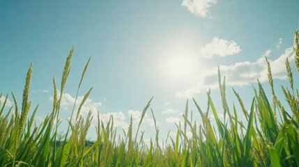 Bright Green Rice Field Under Clear Blue Sky with Sunlight