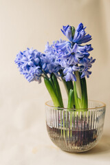 Hyacinth flowers in a glass vase on a beige background.
Spring composition with hyacinth flowers.Spring card with place for text.