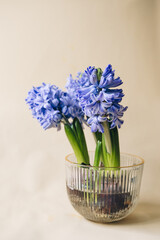 Hyacinth flowers in a glass vase on a beige background.
Spring composition with hyacinth flowers.Spring card with place for text.