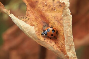 秋の枯葉とテントウムシ