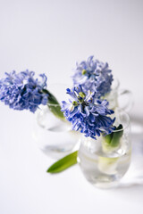 Hyacinth flowers in glass vases on a white background.

Spring composition with hyacinth flowers.Spring card with place for text.