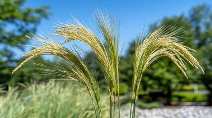 Close-Up of Delicate Grass Blades in a Sunlit Garden Landscape