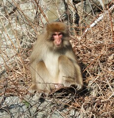 Obraz premium 白神山地のニホンザル