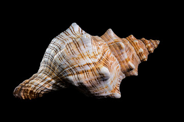 Pleuroploca trapezium or trapezium horse conch shell