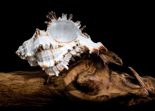 Murex indivia Shell on Driftwood Black Background