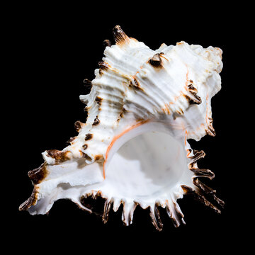 Murex indivia Shell on Black Background