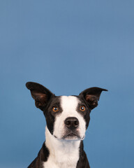 border collie labrador retriever mix in studio with blue backgro
