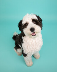 bernadoodle in studio sitting with turquoise background