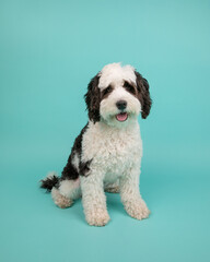 bernadoodle in studio sitting with turquoise background