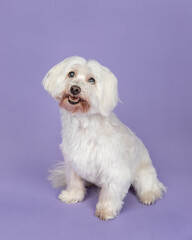Coton de Tulear in studio sitting with purple background