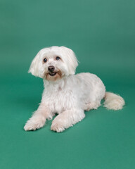 Coton de Tulear in studio sitting with green background