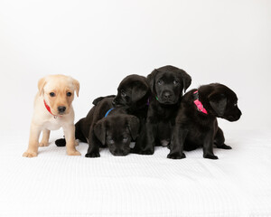five labrador retriever puppies in studio with white background