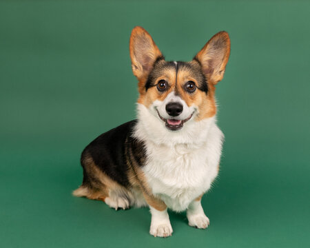 corgie in studio sitting with green background