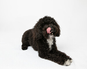 black dog lying down in studio with white background